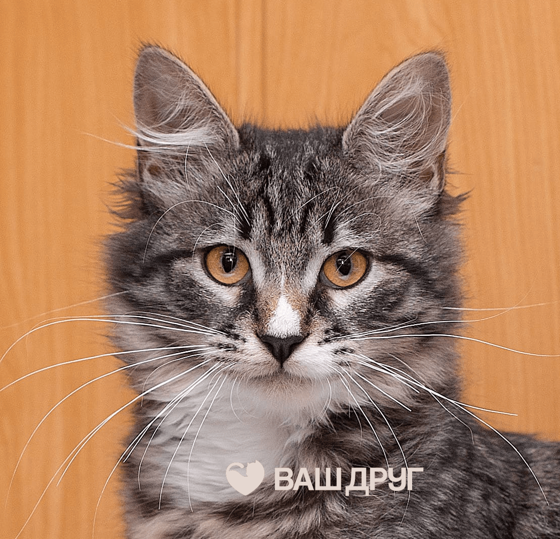 Котёнок Кэтти