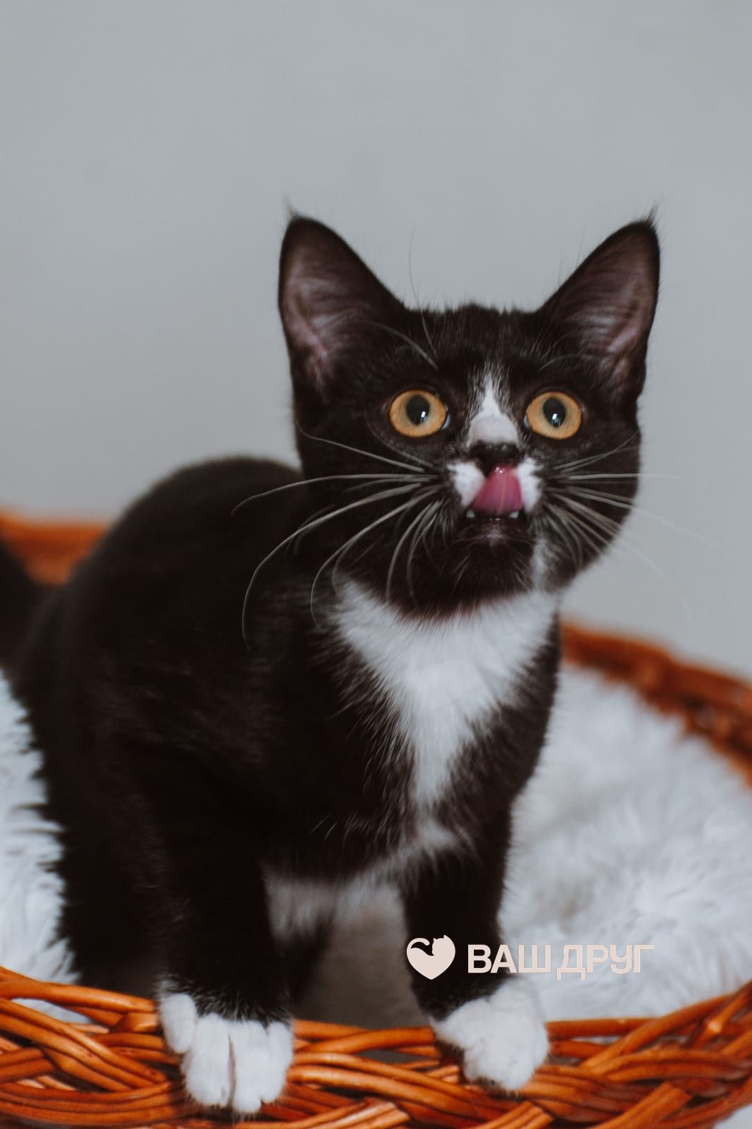 Котёнок Лоло