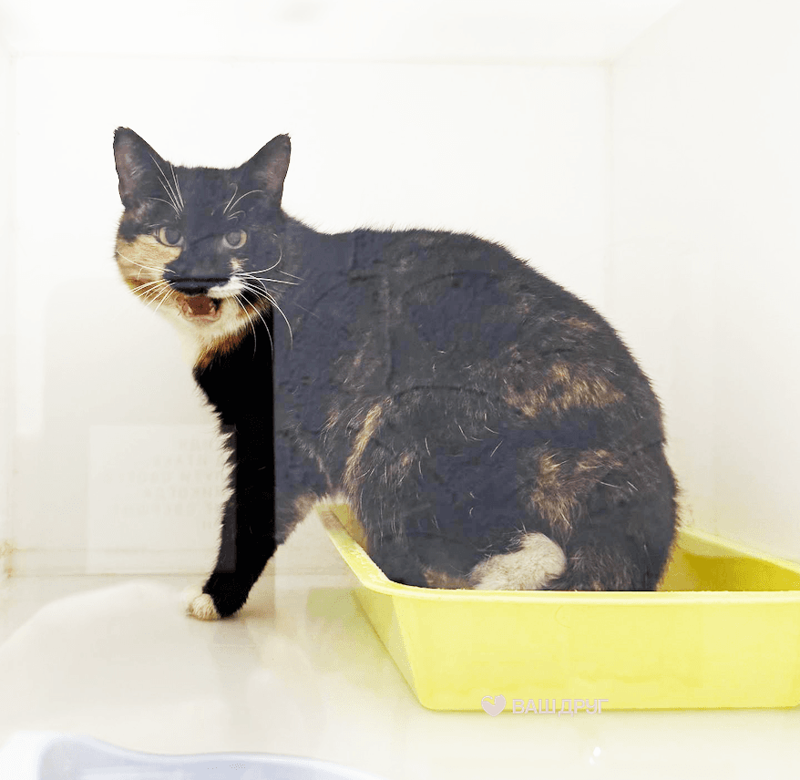 Котёнок Луиза