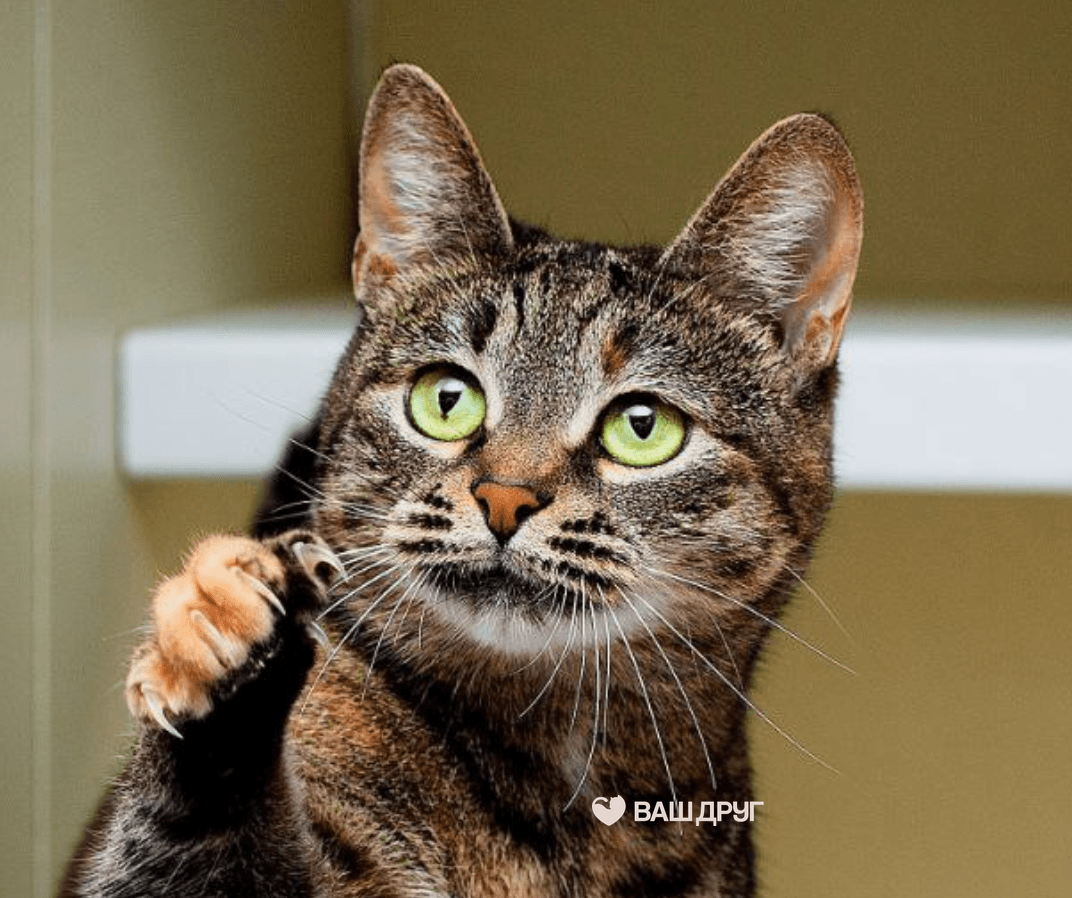 Котёнок Мия