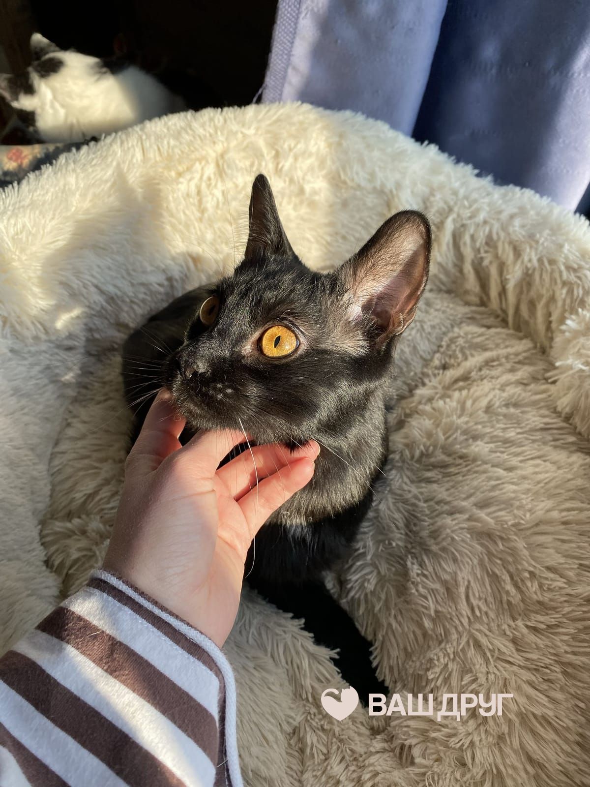 Котёнок Сильвер