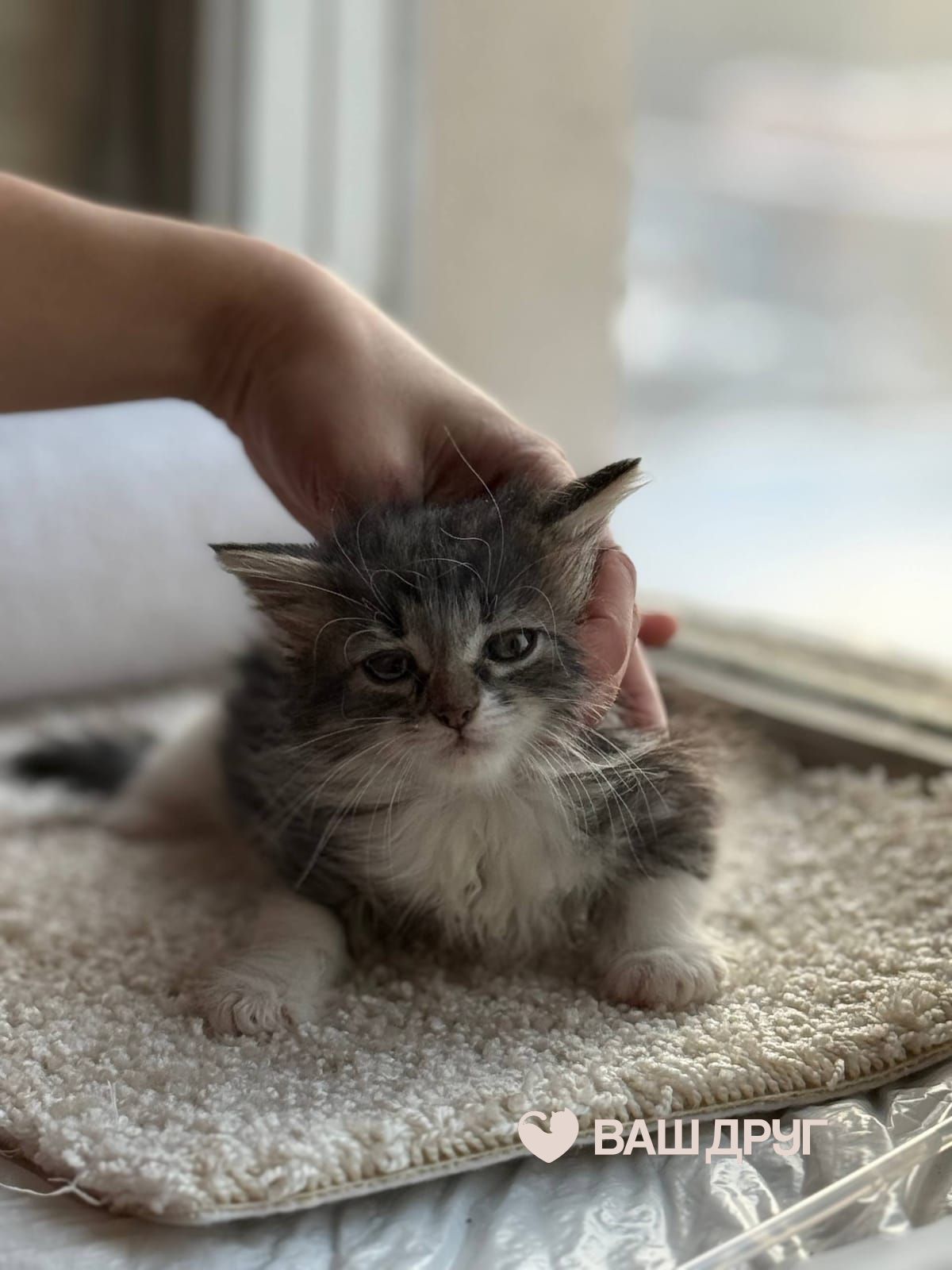 Котёнок Сёма (Семён)