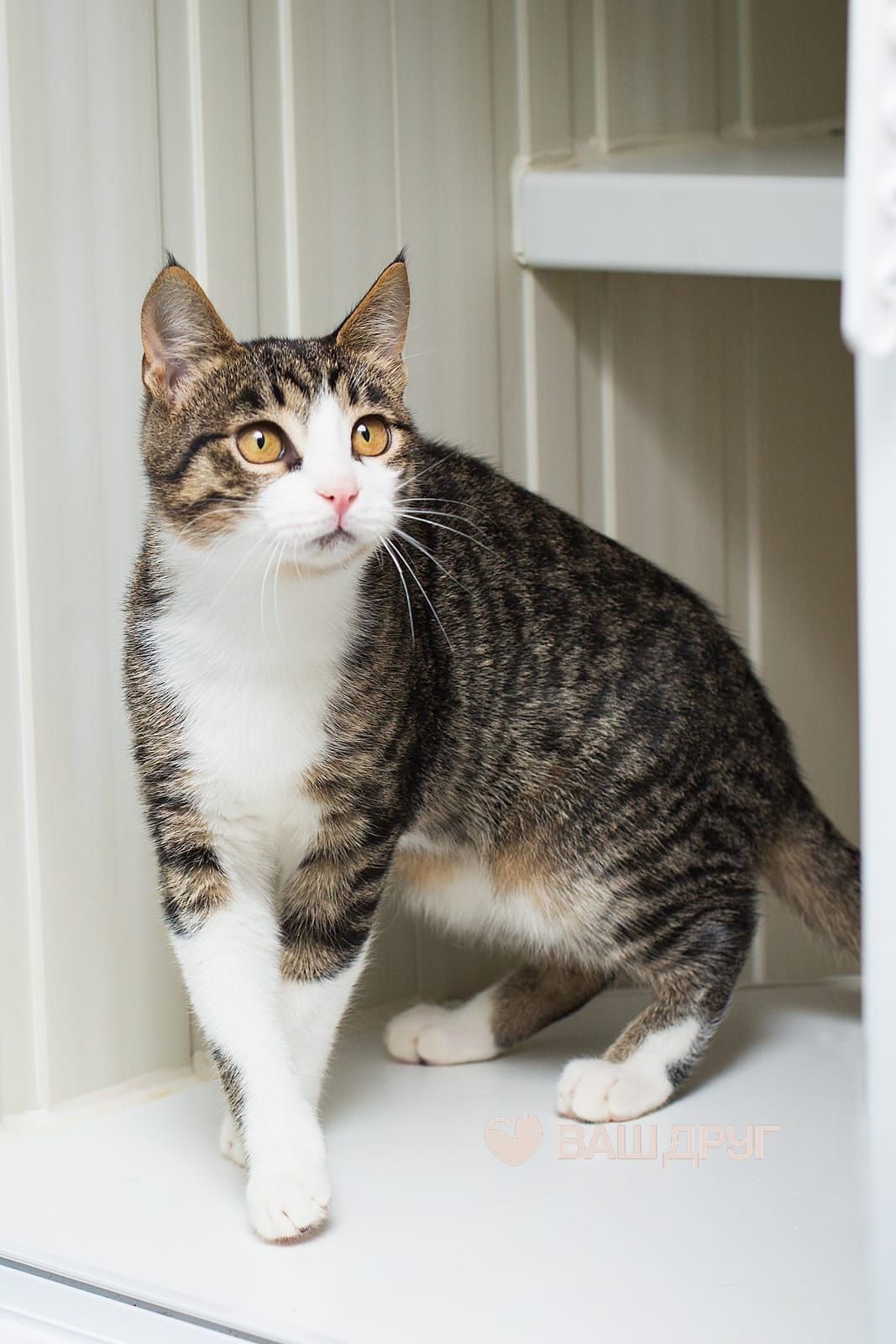 Котёнок Тор