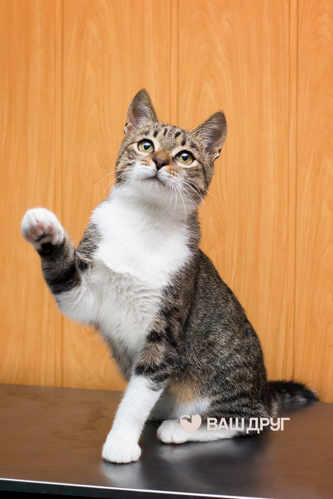 Котёнок Вася