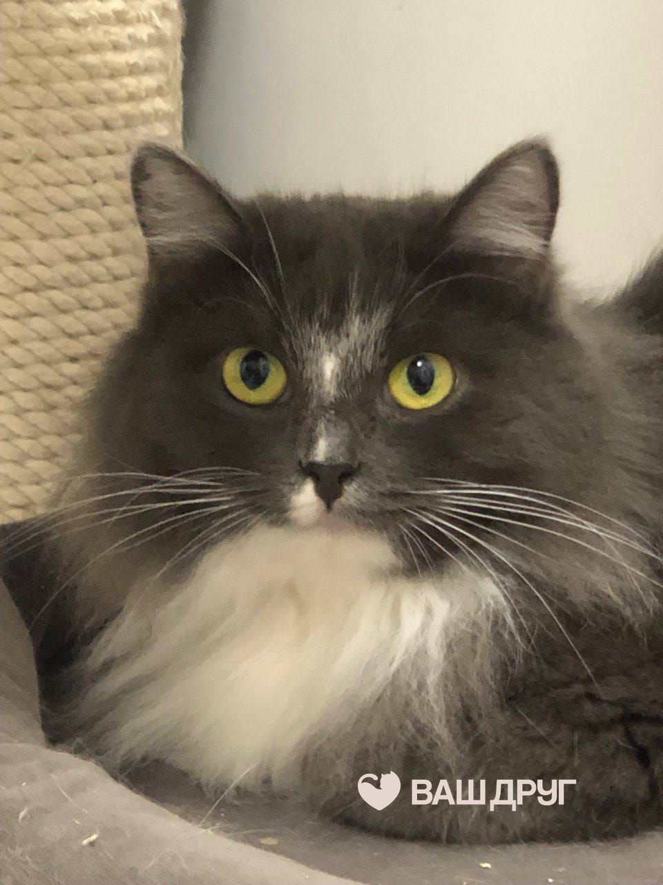 Котёнок Зефирка